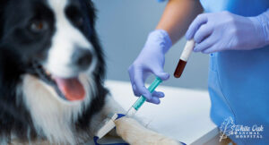 Dog-getting-blood-test