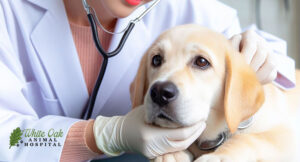 Dog physical examination