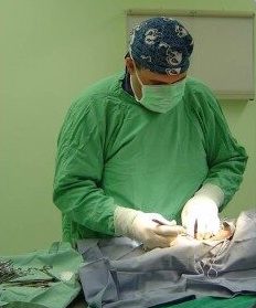 Dr. Casey Damron performing pet surgery at White Oak Animal Hospital in Fairview, TN