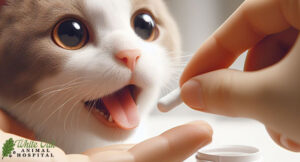 Feeding-cat-low-dose-of-melatonin