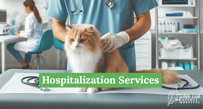 Hospitalization Services