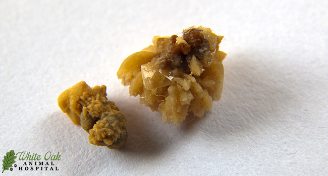 Picture Idea: 5 Common Symptoms Of Dog Kidney Stones Every Owner Should