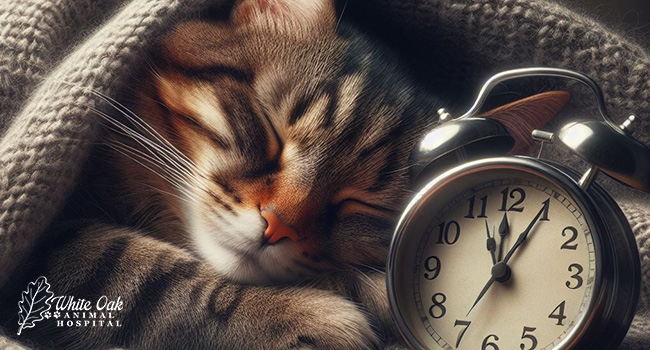 Cat regulation of sleep patterns