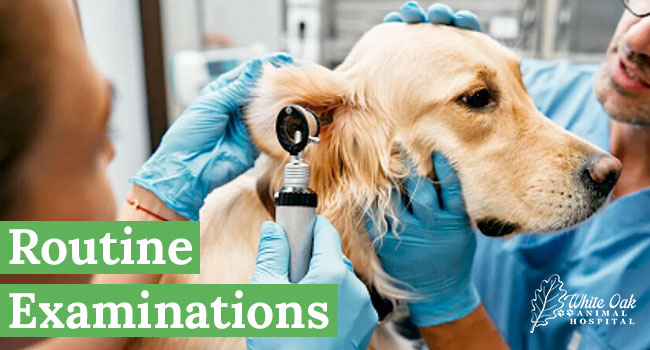 Routine Examinations at White Oak Animal Hospital in Fairview, TN