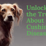 Unlocking the Truth About Dog Cushing's Disease: 5 Signs Your Dog Might Have Cushing's Disease