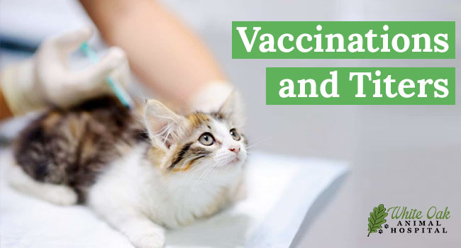 Vaccinations and Titers at White Oak Animal Hospital in Fairview, TN