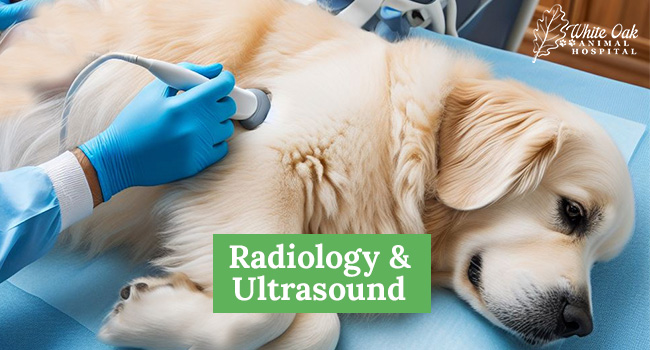 Veterinary Radiology and Ultrsound at White Oak Animal Hospital in Fairview TN