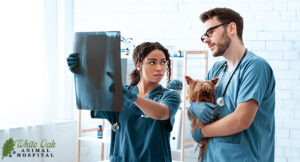 Veterinary-professionals-diagnosing-dog