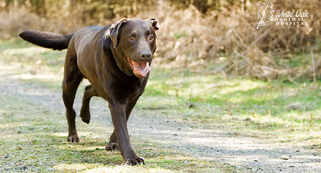 Top 5 Signs Your Dog May Have a Dog Torn Knee Ligament: Stay Alert ...