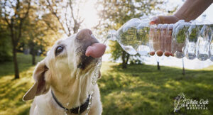 dog-with-excessive-thirst
