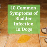 10 Common Symptoms of Bladder Infection in Dogs You Should Know to Protect Your Furry Friend