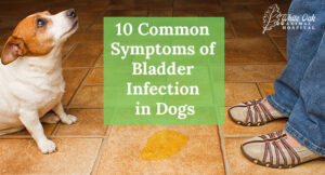 10 Common Symptoms of Bladder Infection in Dogs You Should Know to Protect Your Furry Friend