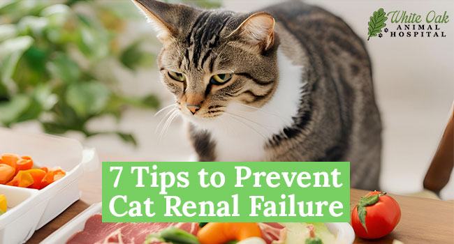 7-Tips-to-prevent-cat-renal-failure