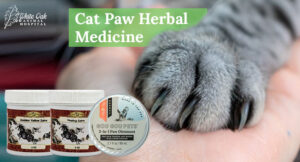 Cat Paw Herbal Medicine: 5 Reasons to Try Amazing Natural Remedies for Feline Health