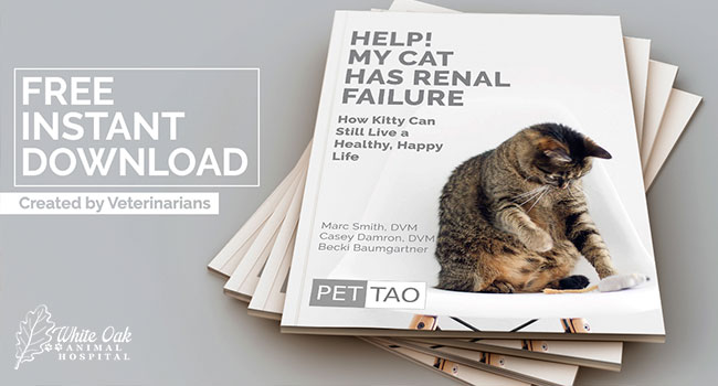 Cat-Renal-Failure-ebook-free-instant-download