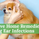 Effective Home Remedies for Dog Ear Infections