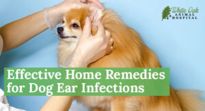 Home dog ear remedy best sale