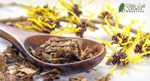 Witch hazel possesses natural astringent and anti-inflammatory properties