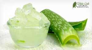 aloe vera gel can help reduce irritation