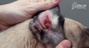 Dog with ear mites