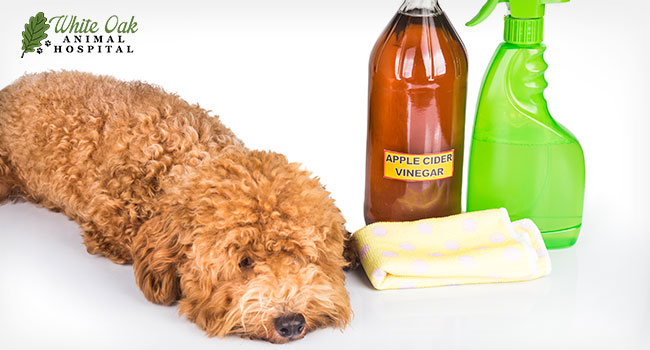 How To Treat Dog Ear Infection Naturally Apple Cider Vinegar