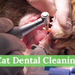 Cat Dental Cleaning: Avoid These 7 Common Mistakes