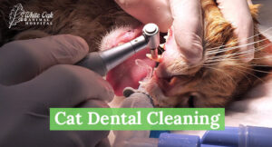 Cat Dental Cleaning: Avoid These 7 Common Mistakes