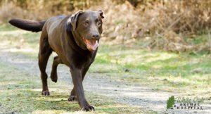 a dog Limping or Favoring a Paw