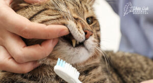 Proper cat dental cleaning