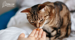 Reward-your-cat-with-treats-after-each-cleaning-session