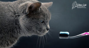 Training your cat for dental cleaning