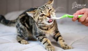 A woman brushes a cat's teeth with a toothbrush.
