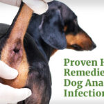 Anal gland infections home remedy
