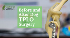 Before-and-After-Dog-TPLO-Surgery