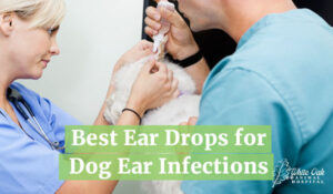 Ear drops for dogs wit ear infections