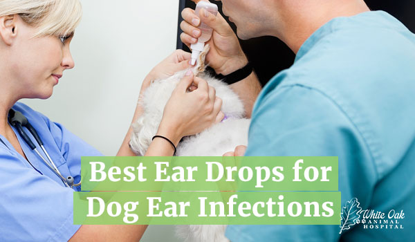 Ear drops for dogs wit ear infections