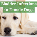 Bladder Infections in Female Dogs: A Painful Problem with 3 Effective Solutions 7 Bladder-infections-in-female-dogs