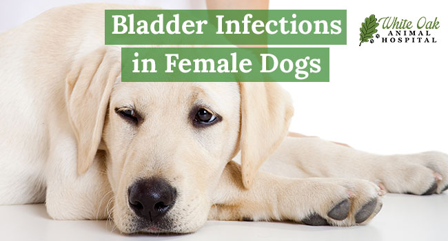 Bladder-infections-in-female-dogs