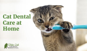 Cat dental care at home