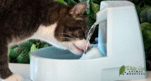 Cat-drinking-water