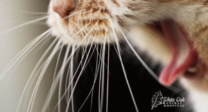 Cat-gag-hairball