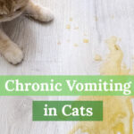Chronic-Vomiting-in-Cats