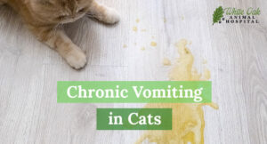Chronic-Vomiting-in-Cats