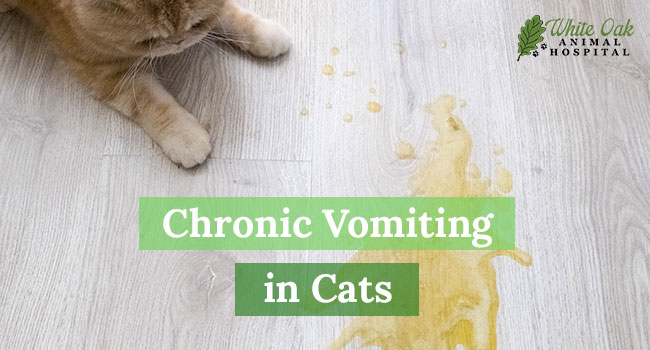 Chronic-Vomiting-in-Cats