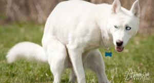 Dog-Diarrhea