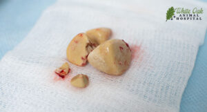 Dog-Urinary-Stones