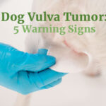 Dog Vulva Tumor