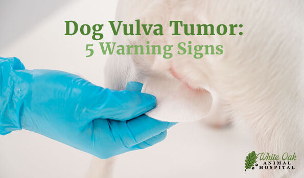 Devastating Dog Vulva Tumor: 5 Warning Signs Every Pet Owner Must Know 9 Dog Vulva Tumor