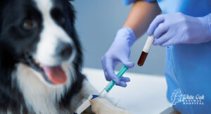 Dog blood test