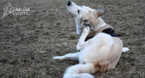 Dog-on-ground-scratching-ears